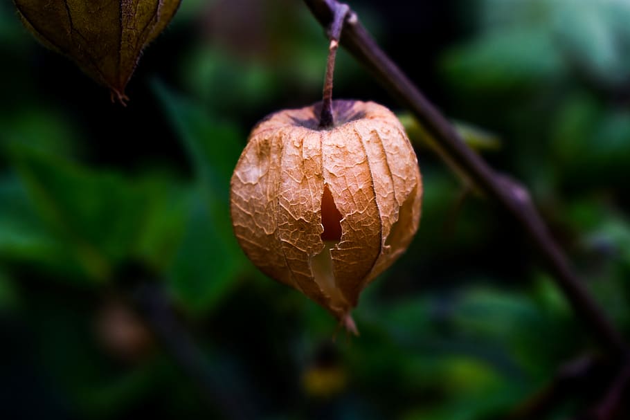 leaf, fruit, food, nature, close-up, plant, focus on foreground HD wallpaper