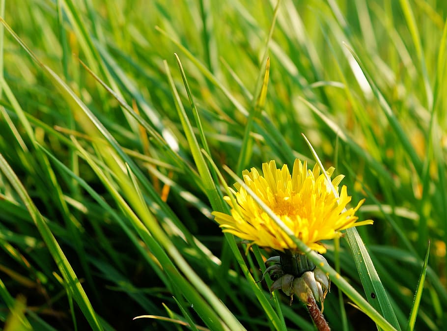 dandelion, pasture, grass, green, spring, pointed flower, plant HD wallpaper