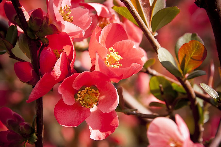 red flower, spring, nature, growth, plant, flowering plant HD wallpaper