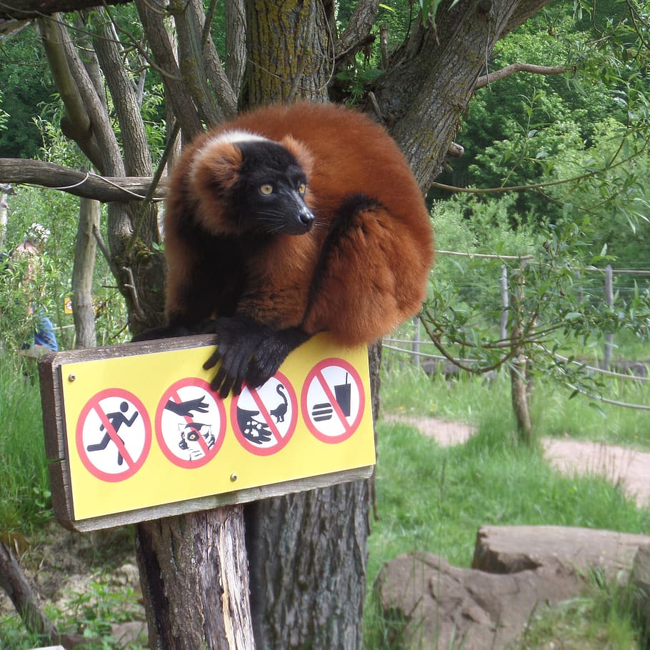 red lemur, zoo, panel, animal, primate, animal themes, monkey HD wallpaper