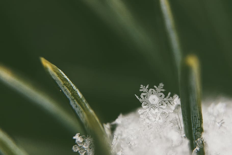 photo of white snow flakes on green leaf, macro, snowflake, close up, HD wallpaper