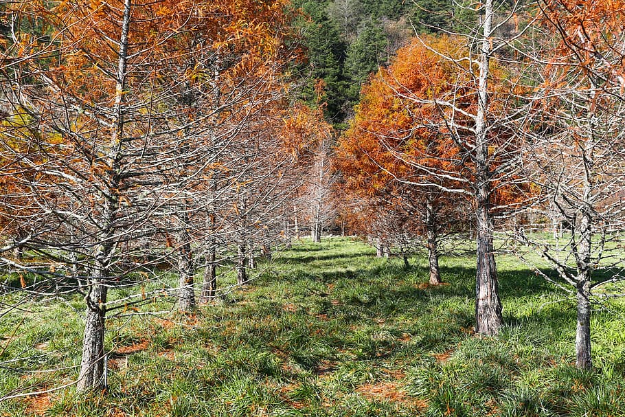 pine, spring, trees, forest, scenic views, plant, feng bi, mountain HD wallpaper