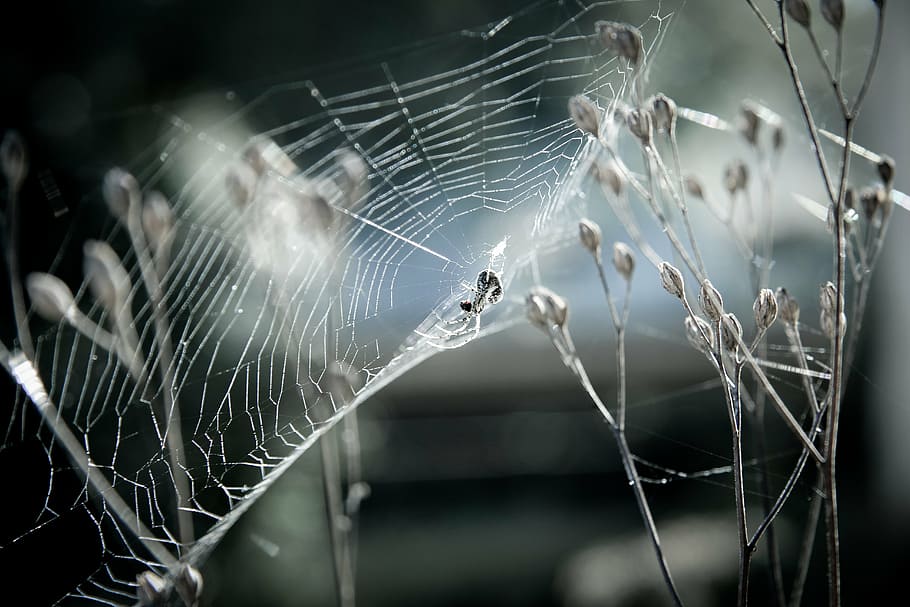 selective focus photography of insect on web, canvas, spider HD wallpaper