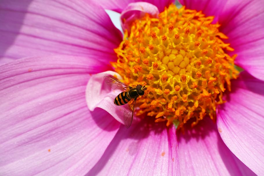 hoverflies, cosmos, pollen, macro, flower, flowering plant HD wallpaper