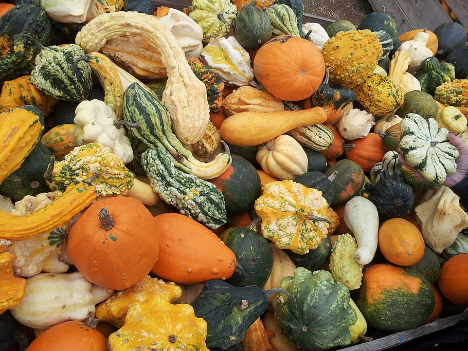 garden, pumpkin, vegetables, food and drink, healthy eating HD wallpaper
