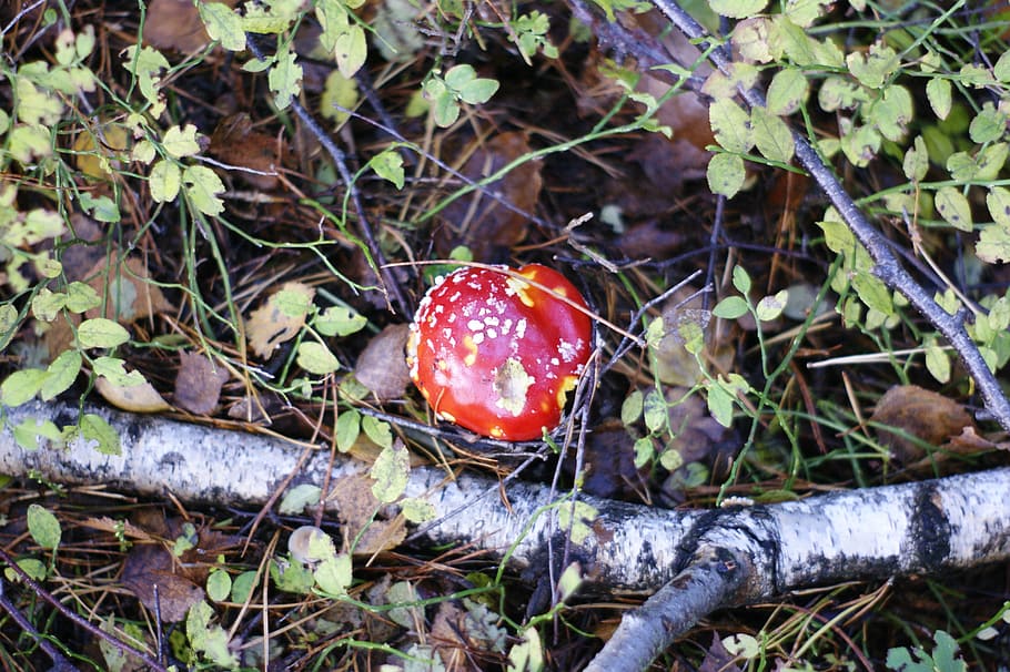 toadstool, mushrooms, forest, trees, autumn, season, food, growth HD wallpaper