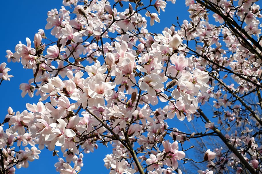 worm's eye view photography of cherry blossom tree, tulip magnolia