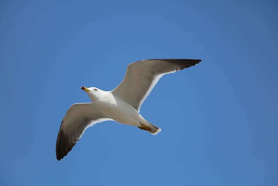 seagull, new, flight, birds, nature, flying, animal, blue, wildlife HD wallpaper