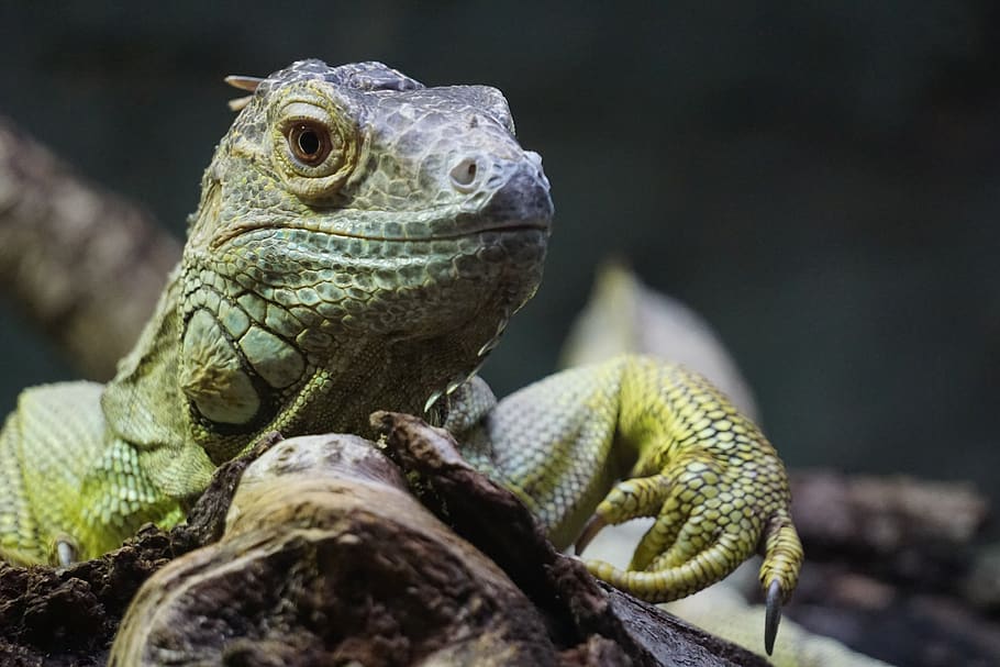 lizard, bearded dragon, reptile, green, animal, nature, scale, HD wallpaper