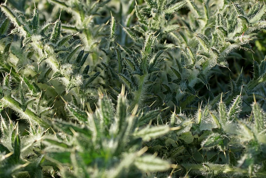 thistle, plant, nature, spur, prickly, green, close, growth HD wallpaper
