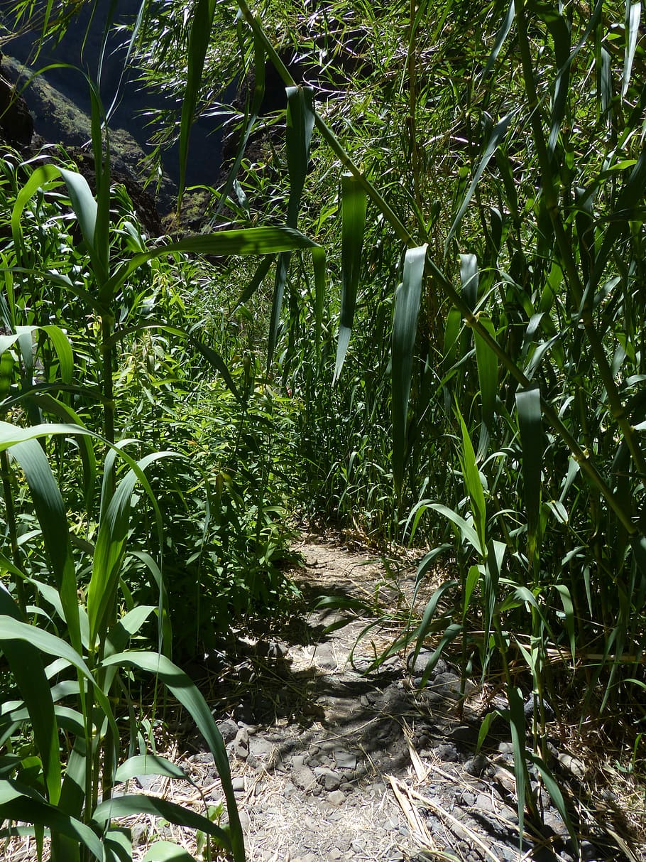 Away, Path, Thicket, Scrub, Reeds, schilrohrdickicht, phragmites australis HD wallpaper