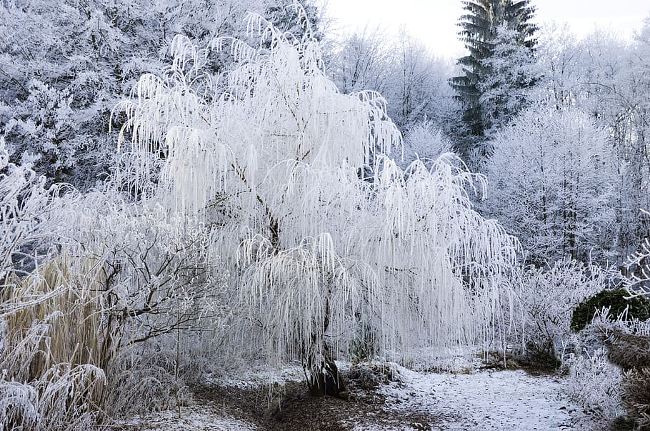 photo of green leafed trees with snow, covered, pasture, wintry HD wallpaper