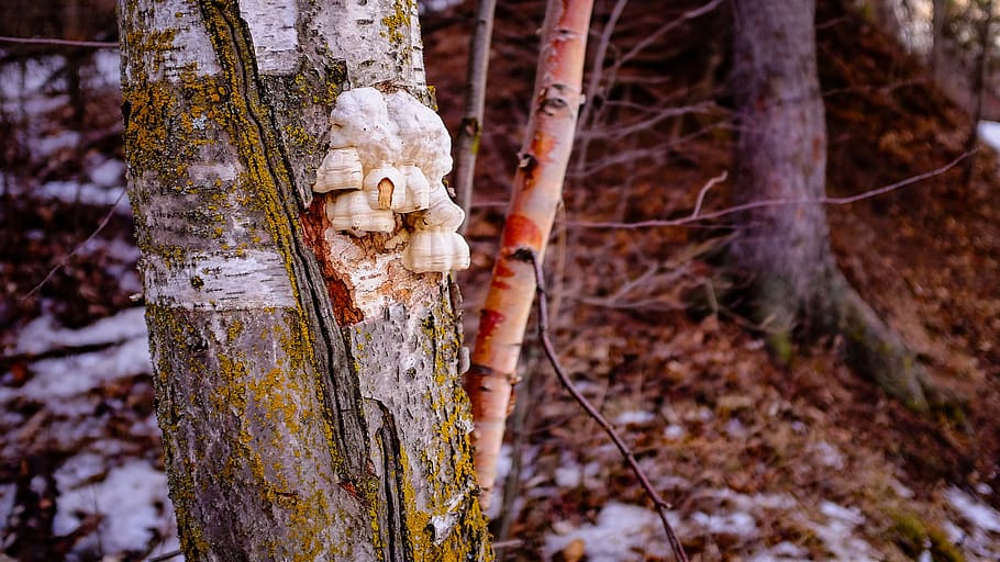 tree, bark, stump, trunk, tree trunk, focus on foreground, land HD wallpaper