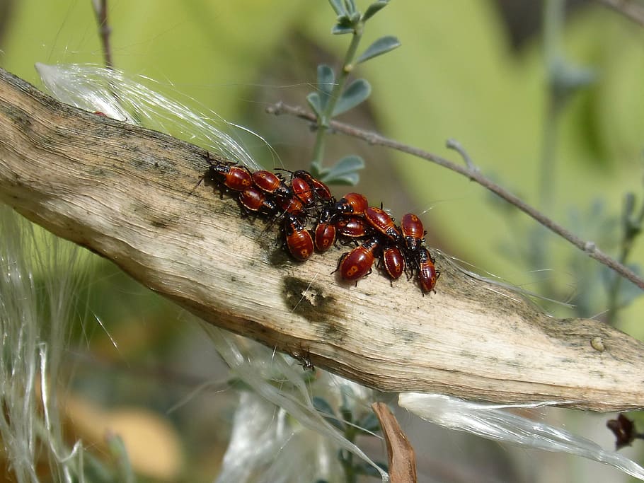 seed, bugs, beetle, orange, insect, animals in the wild, animal wildlife HD wallpaper