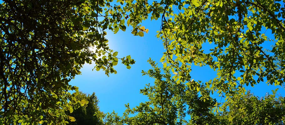 tree, nature, leaf, wood, fair weather, season, sun, sky, summer HD wallpaper