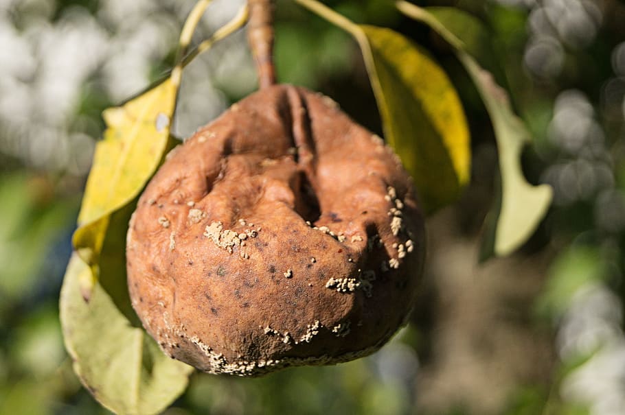 fruit, pear, rotten, autumn, harvest, naturkost, branch, windfall HD wallpaper