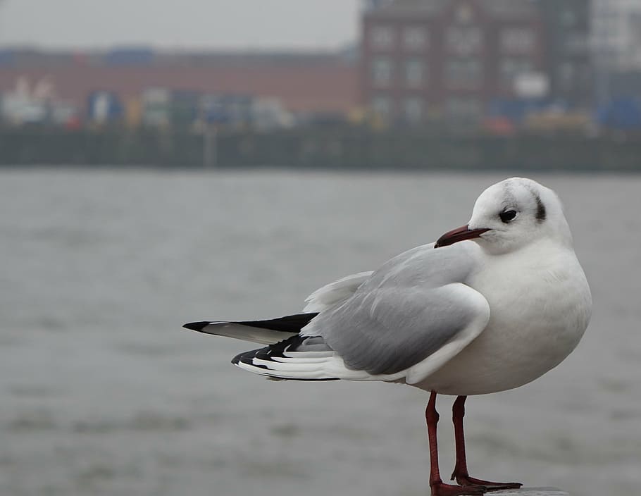 seagull, diva, bird, animal, nature, sea Bird, wildlife, beach HD wallpaper