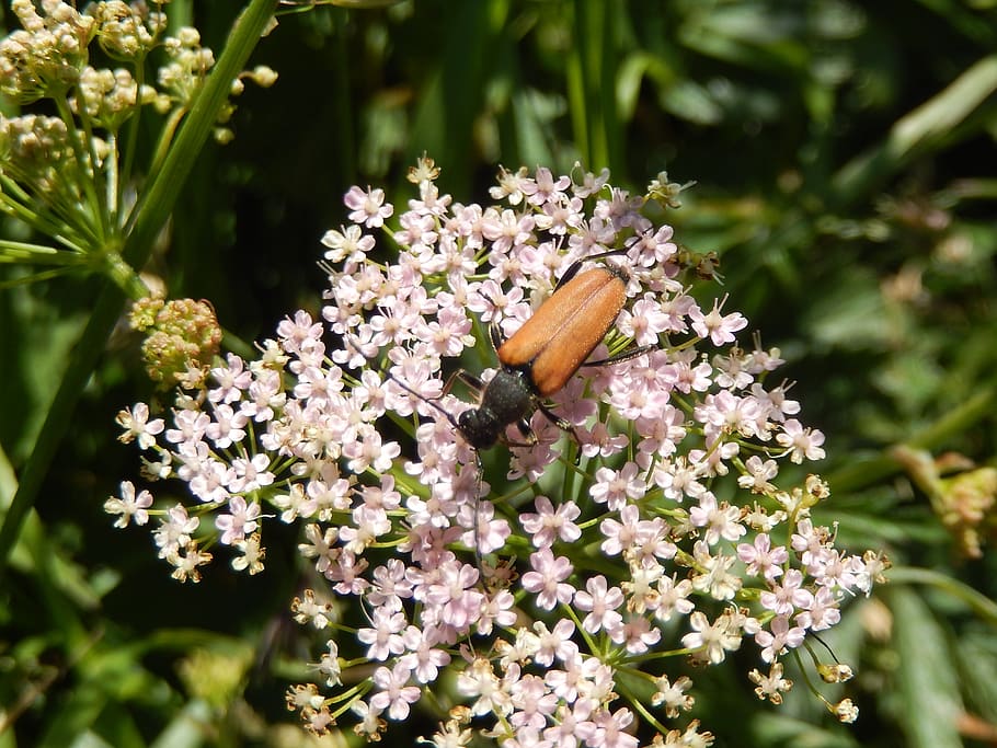 beetles, insect, macro, nature, flower, flowering plant, freshness HD wallpaper