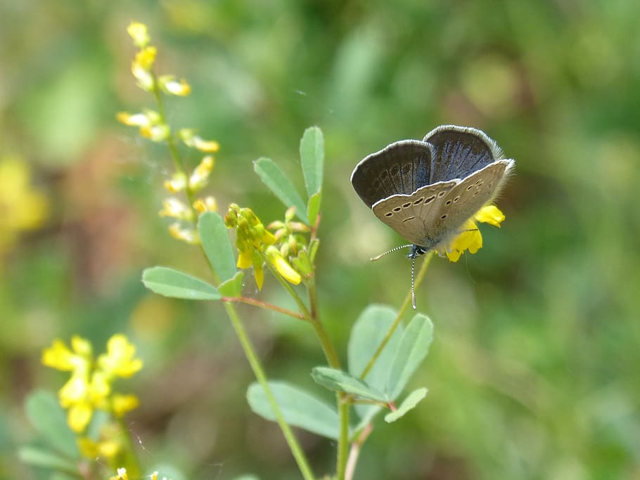 blue butterfly, pseudophilotes panoptes, animal wildlife, animal themes HD wallpaper