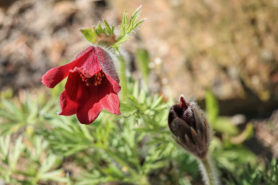pasqueflower, plant, leaf, blossom, bloom, flowering plant HD wallpaper