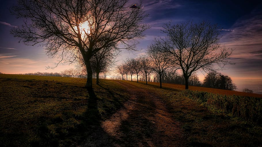landscape, trees, nature, scenics, bare tree, sunset, autumn HD wallpaper