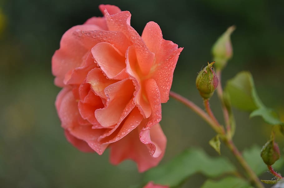 close up photography of pink rose flower, orange, nature, floral