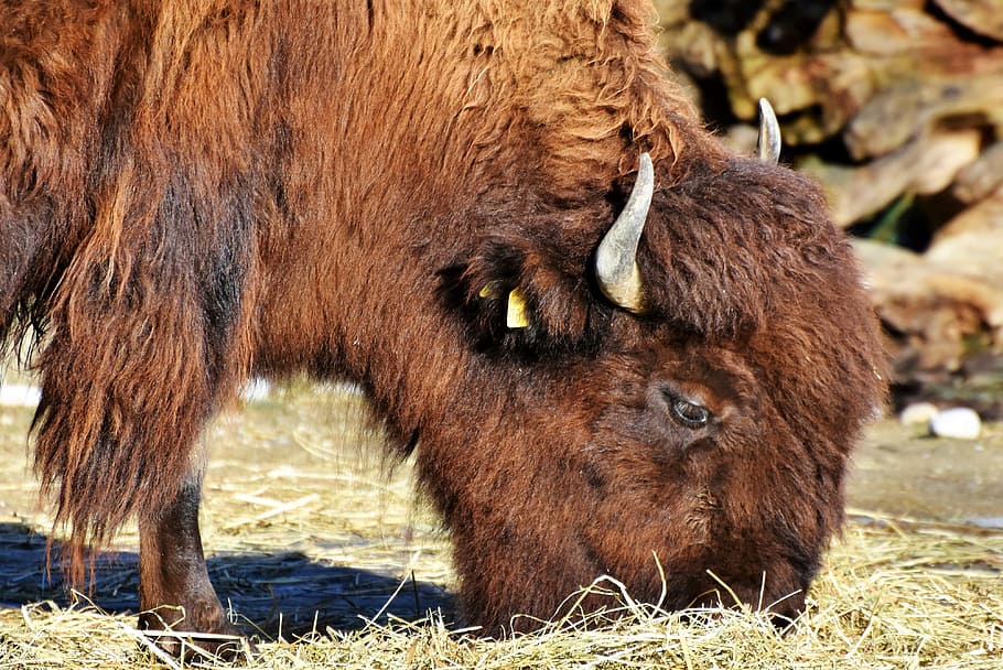 bison eating grass, bison head, bison bonasus, buffalo, american bison HD wallpaper