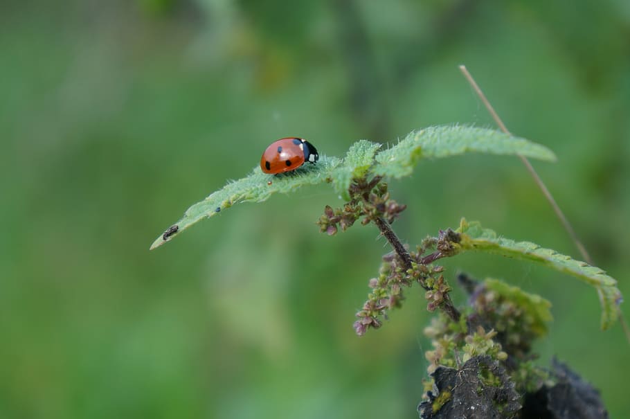 ladybug, leaf, green, plant, invertebrate, animals in the wild HD wallpaper