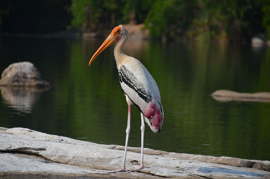 crane, painted stork, bird, fly, wings, feather, wildlife, beak HD wallpaper