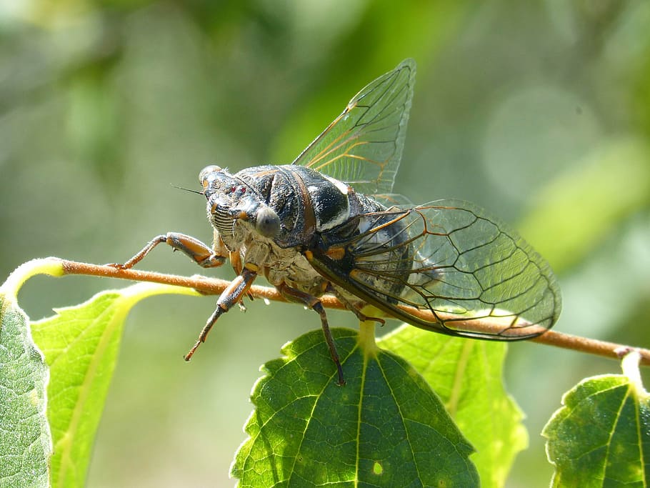 cicada, i cicádido, crayfish, summer cri-cri, insect, detail