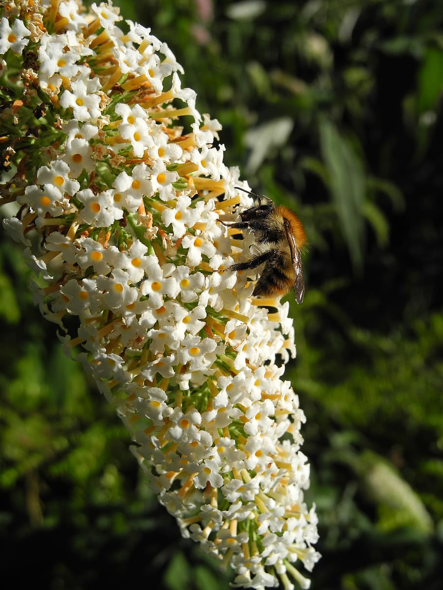 white lilac, bourdon, forage, macro, nature, animal wildlife HD wallpaper