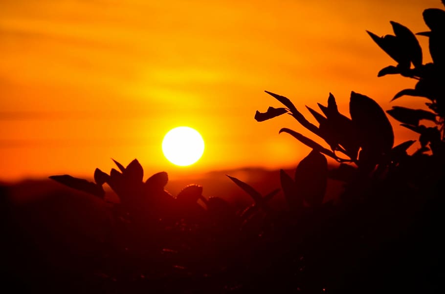 silhouette photo of leaves during golden hour, sunset, orange HD wallpaper