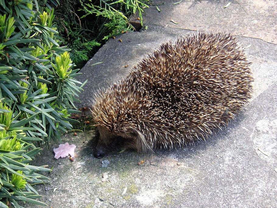 hedgehog, animals, prickly, spiny, mammal, animal themes, animals in the wild HD wallpaper