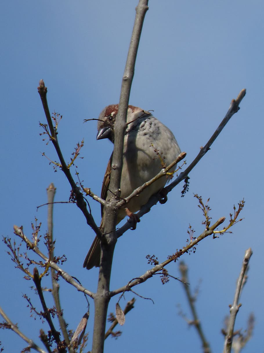 sparrow, branches, bird, pardal, lookout, tree, animal wildlife HD wallpaper