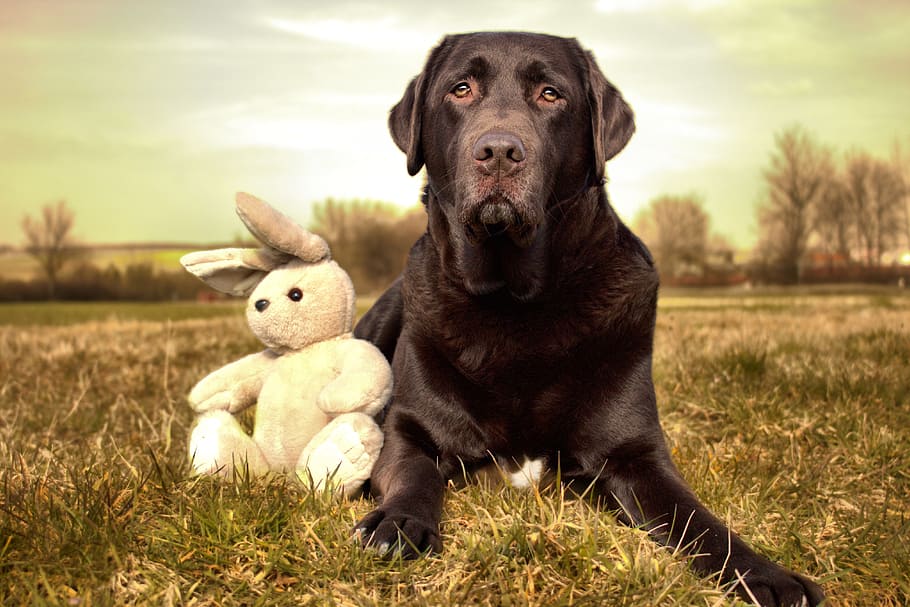adult black Labrador retriever, dog, hare, friend, canine, mammal HD wallpaper