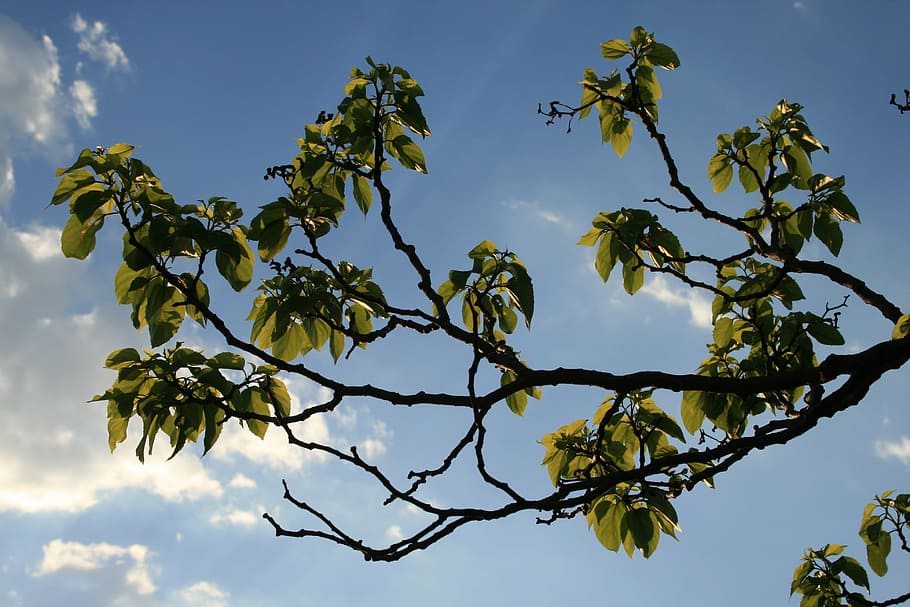 branches, curved, foliage, leaves, clumped, green, sky, blue HD wallpaper