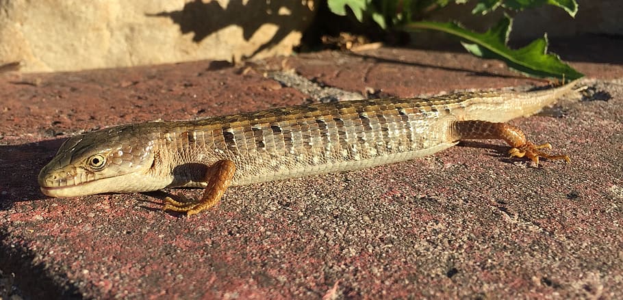 lizard, reptile, animal, animal themes, one animal, animal wildlife HD wallpaper