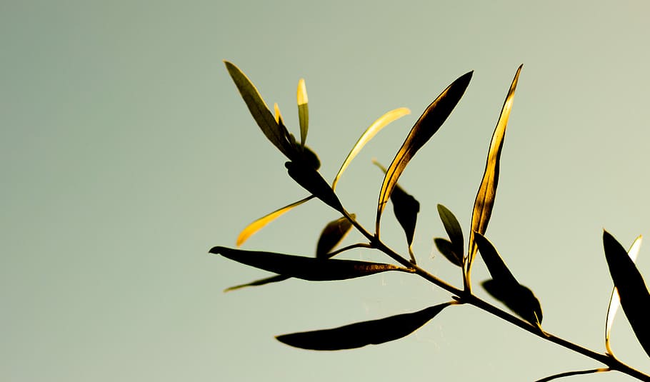 selective focus photography of brown and black leaves at daytime, brown and green leafed plant HD wallpaper