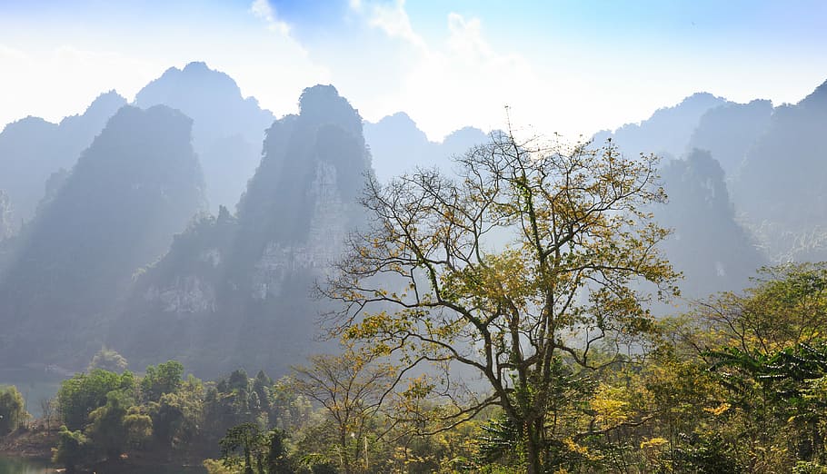 trees under sunny sky, nature, mountain, landscape, outdoors HD wallpaper