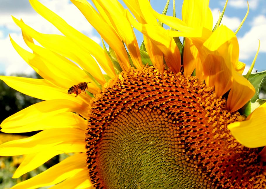 sunflower, honeybee, beekeeping, yellow, flowering plant, invertebrate HD wallpaper