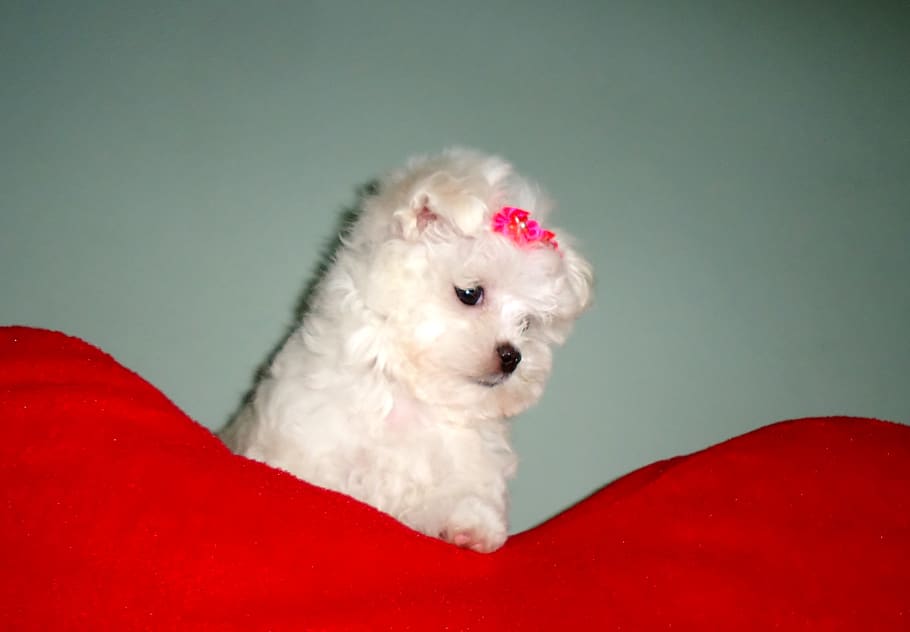 maltese female, puppy, dog, animal, adorable, beautiful, pet, HD wallpaper