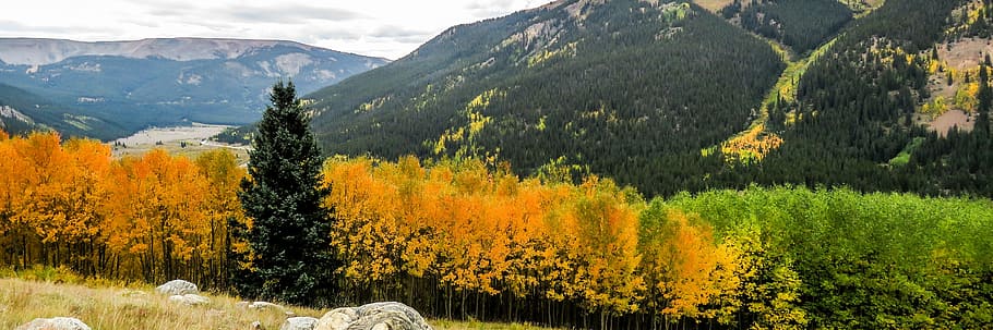Fall, Colorado, Aspens, Trees, rocky, foliage, mountains, usa HD wallpaper