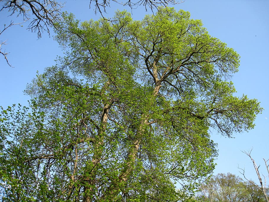 tree, greenery, spring, sky blue, leaf, plant, low angle view HD wallpaper