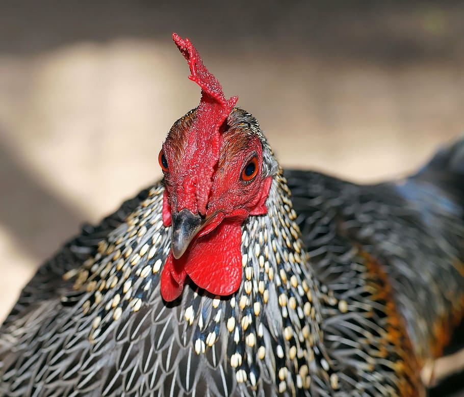 hahn, head, bird, gockel, poultry, bill, eye, animal, close HD wallpaper
