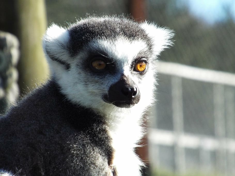lemur, ring-tailed, primate, animal, monkey, animal themes HD wallpaper