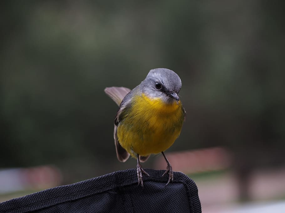animals, birds, perched, trees, branches, still, one animal HD wallpaper