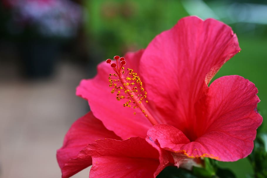 red, blossom, bloom, flower, stamp, flora, close, green, flowering plant HD wallpaper