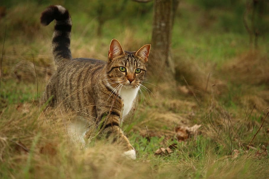 gray tabby cat walking on green and brown grass at daytime, mackerel
