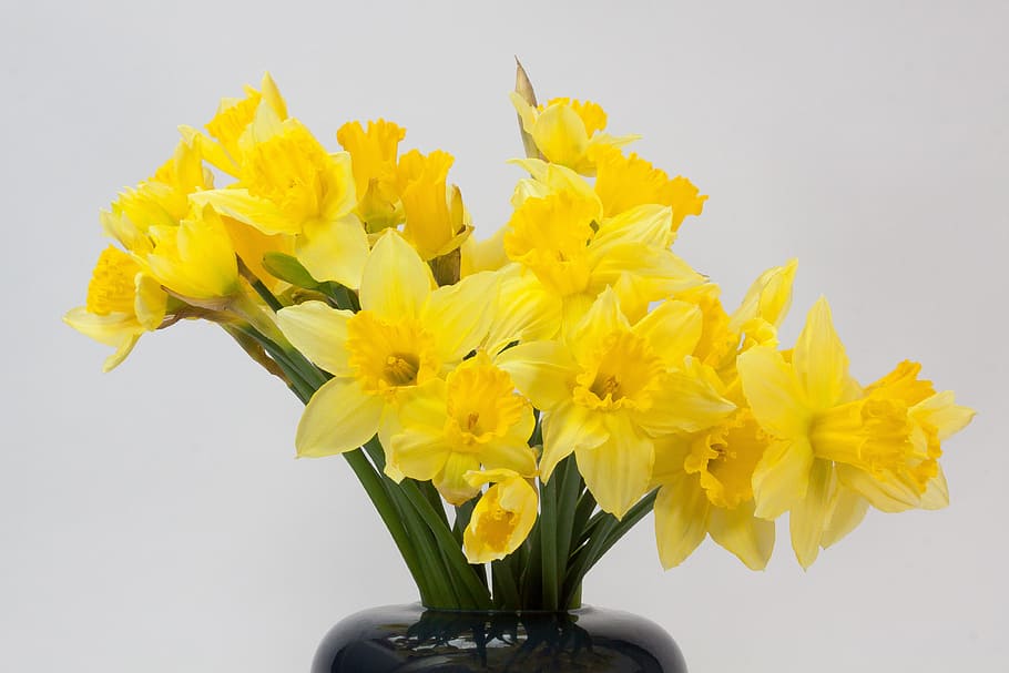 yellow petaled flowers in vase, narcissus pseudonarcissus, daffodil