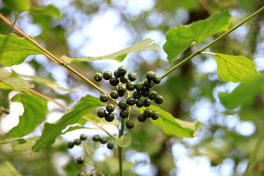 common, cornus, dogwood, leaves, raw, sanguinea, unripe, fruit, HD wallpaper